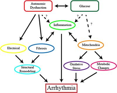 Diabetes and Arrhythmias: Pathophysiology, Mechanisms and Therapeutic Outcomes